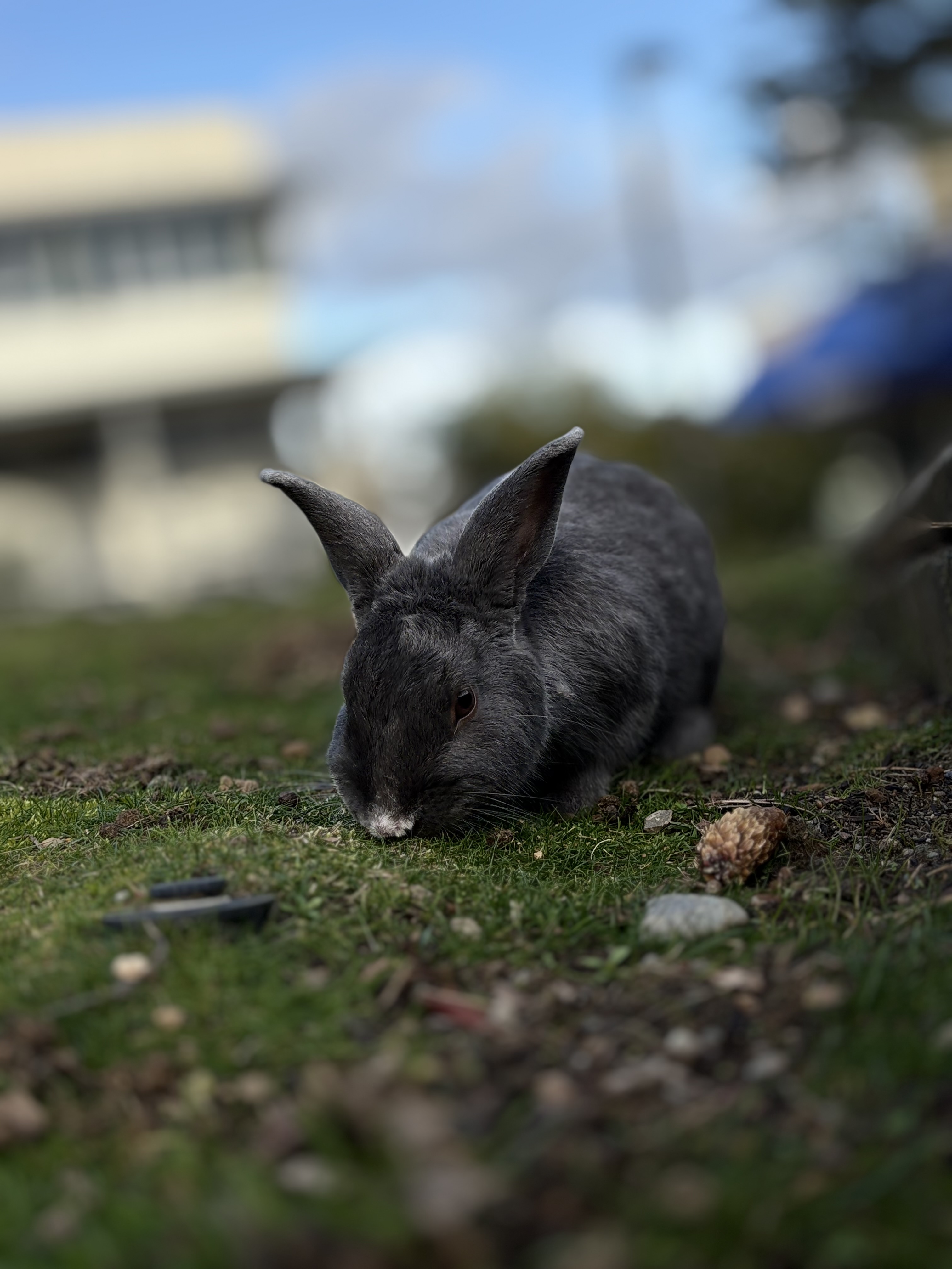 a black bunny at VIU