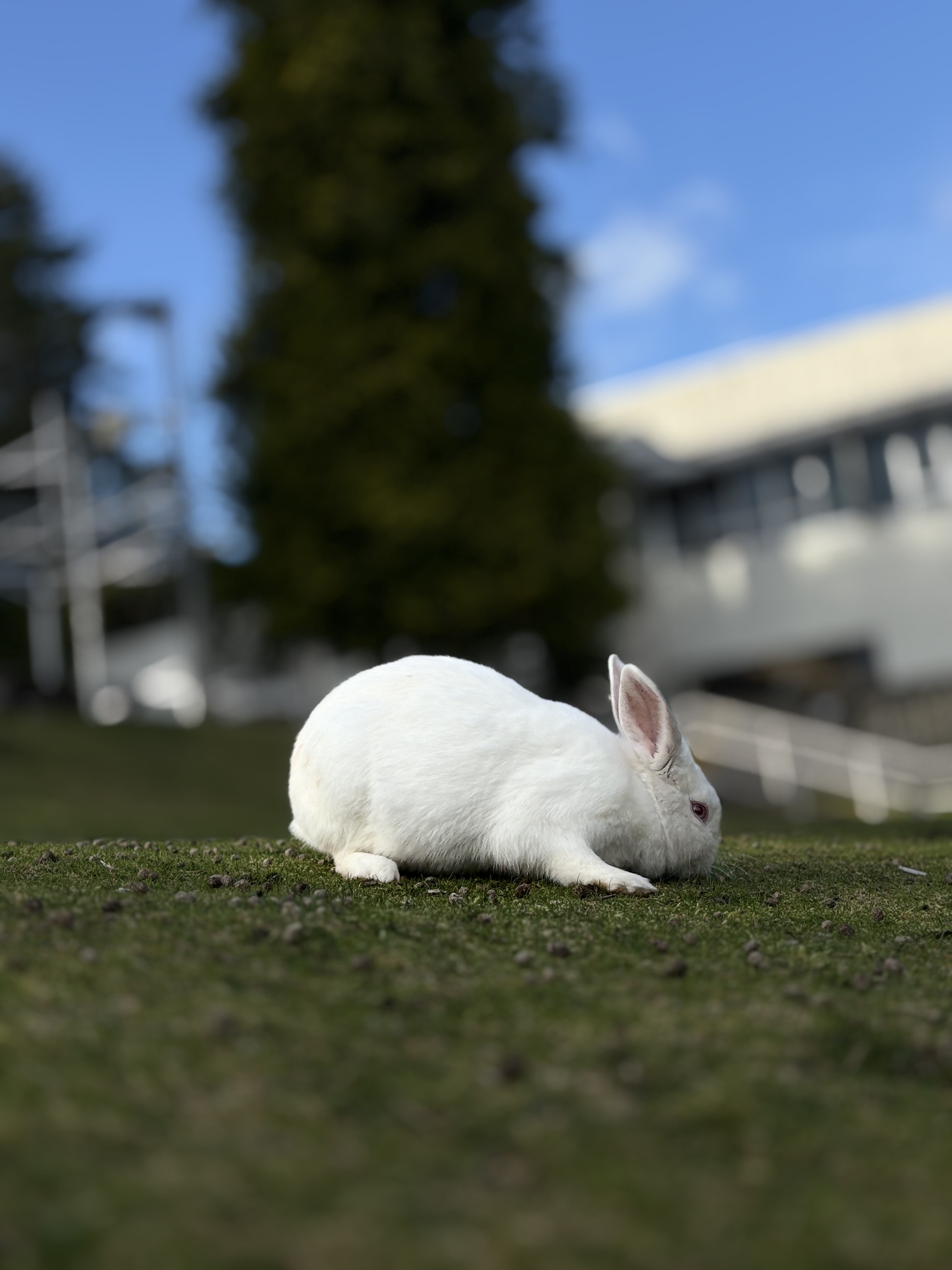 a white bunny at VIU 